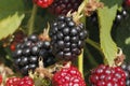 Blackberry (Rubus sectio Rubus)