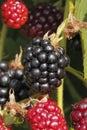 Blackberry (Rubus sectio Rubus)