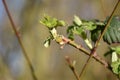 Blackberry (Rubus) - twig with fresh spring leaves Royalty Free Stock Photo