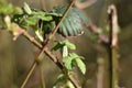 Blackberry (Rubus) - twig with fresh spring leaves Royalty Free Stock Photo