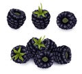 Blackberry set. Forest berry. 3d vector icons realistic. Royalty Free Stock Photo