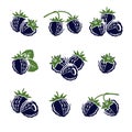 Blackberry set. Vector