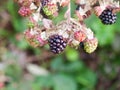Blackberry single on tree fruit wild outside forage