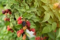Blackberry species bush. Ripe, ripening, and unripe blackberries Royalty Free Stock Photo