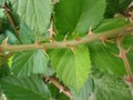 Blackberry stem