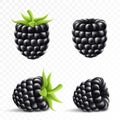 Blackberry. Sweet fruit. Forest berry. 3d vector icons set. Realistic illustration Royalty Free Stock Photo