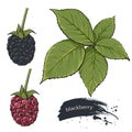Blackberry. Sweet fruit Royalty Free Stock Photo