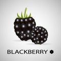 Blackberry. Sweet fruit. Forest berry.