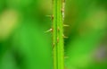 blackberry thorns macro