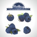 Blackberry. Vector hand drawn collection of sketch fresh fruits illustration. Isolated