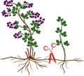 Blackberry vegetative reproduction scheme. Blackberry shrub with ripe berries, root system and green leaves