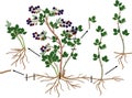 Blackberry vegetative reproduction scheme. Blackberry shrub with ripe berries, root system and green leaves Royalty Free Stock Photo