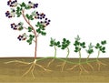 Blackberry vegetative reproduction scheme. Royalty Free Stock Photo