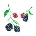 Blackberry watercolour paint on white background