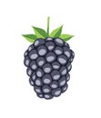 Blackberry on white background.