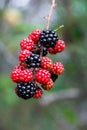 Blackberry Royalty Free Stock Photo