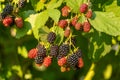 Blackberry. Wild forest berries. Bunches of ripe black blackberries growing in wild nature, dewberry grow on a bush