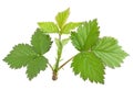 Blackberry young leaf on white Royalty Free Stock Photo