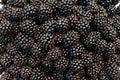 Blackberrys Royalty Free Stock Photo