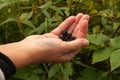 Blackberrys in hand, Sweden Royalty Free Stock Photo