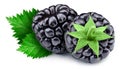 Blackbery berry full macro shoot food ingredient Royalty Free Stock Photo