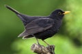 Blackbird Royalty Free Stock Photo