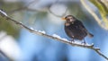Blackbird Royalty Free Stock Photo