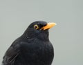 Blackbird