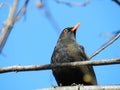 Blackbird against a blue sky