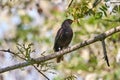 Blackbird Against Blue Sky. High quality photo.