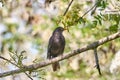 Blackbird Against Blue Sky. High quality photo.