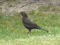 Blackbird animal bird in the green grass