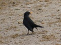 Blackbird animal bird in the green grass