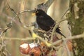 Blackbird on apple tree