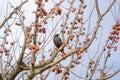 Blackbird on an apple tree branch in winter