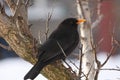 Blackbird on the apricot tree