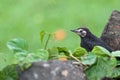 Blackbird baby Royalty Free Stock Photo