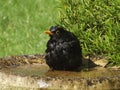 Blackbird bathtime