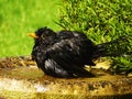 Blackbird bathtime