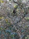 Blackbird with beady eye Royalty Free Stock Photo