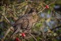 Blackbird on berry bush
