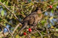 Blackbird on berry bush