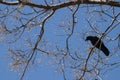 Blackbird on a berry tree