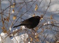 Blackbird with berry during winter