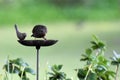 Blackbird at a bird bath in the garden