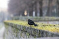 Blackbird bird on a low wall Royalty Free Stock Photo