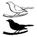 Blackbird, bird silhouette and simple drawing, vector