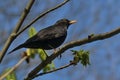 A blackbird bird sits on a branch against a blue sky. Little songbird. Royalty Free Stock Photo