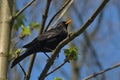 A blackbird bird sits on a branch against a blue sky. Thrush. Royalty Free Stock Photo