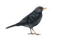 Blackbird bird watercolor illustration. Realistic turdus merula image. Blackbird wildlife animal. Hand drawn eurasian